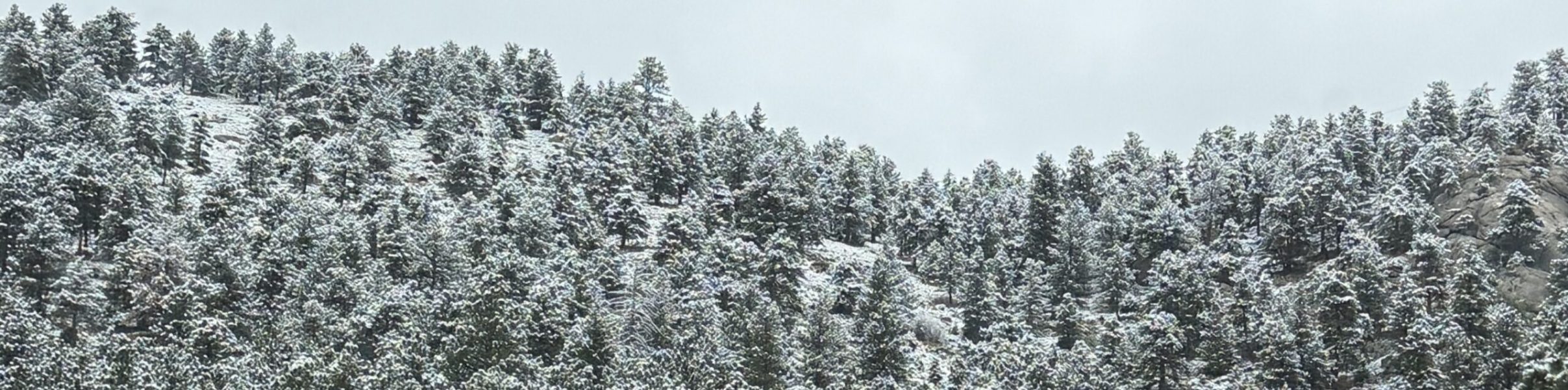 Beautiful snowy trees on a mountain side